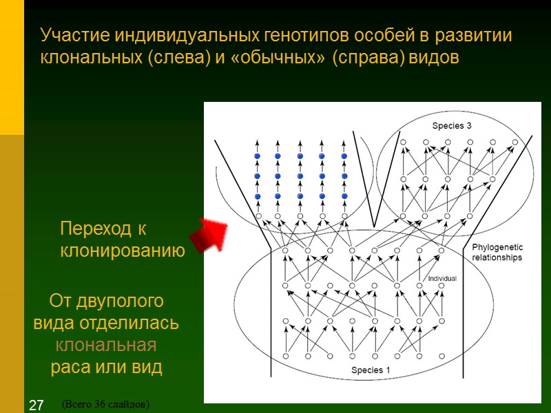 Переход к клонированию Участие индивидуальных генотипов особей в развитии клональных (слева) и «обычных» (справа)